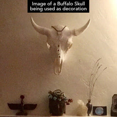 Replica Cow and Buffalo Skull BLANKS