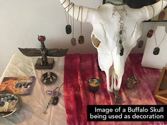 Replica Cow and Buffalo Skull BLANKS