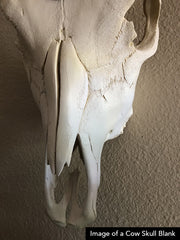 Replica Cow and Buffalo Skull BLANKS