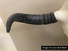Replica Cow and Buffalo Skull BLANKS